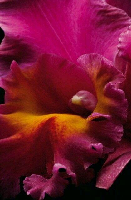 Pin By Aleksandra Lekic On Flower Power Beautiful Flowers Orchids