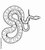 Snake Coloring Pages Drawing Viper Python Cobra Anaconda Snakes Realistic Boa King Coral Sheets Hellokids Getdrawings Color Rattle Colouring Source sketch template
