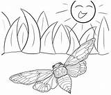 Coloring Cicada Flying Pages sketch template