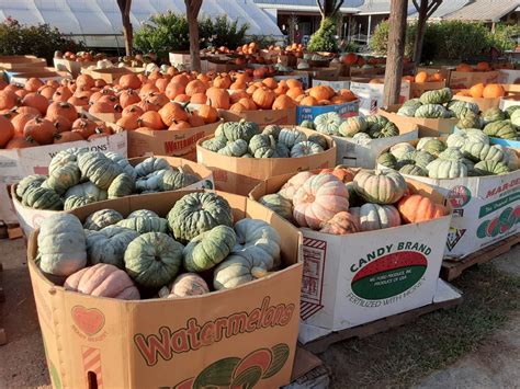 pumpkins retail  wholesale miller farms market