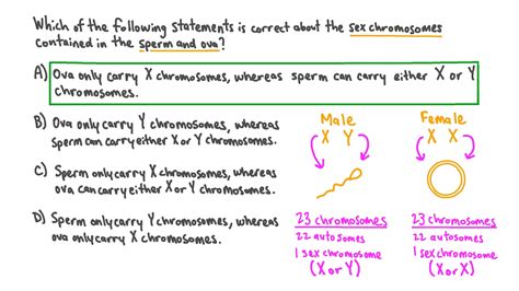 Female Sex Chromosomes – Telegraph