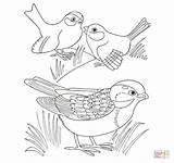 Gorriones Supercoloring Sparrow Passero Disegnare sketch template