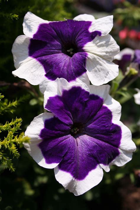 petunia flower ideas  pinterest petunias outdoor