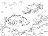 Balestra Pesce Balistes Poissons Coloriages Printmania sketch template