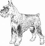Schnauzer Dog Coloring Pages Breed Adult Drawings Children 63kb 1554 sketch template