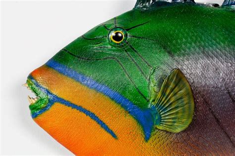 tropical skin mount trigger fish  incredible colors  stdibs