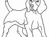 Beagle sketch template