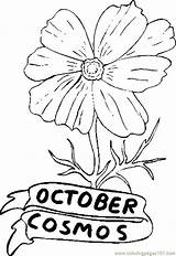 October Cosmos Coloring Flowers Pages Printable Flower Color Birthstone Natural Online Sheets sketch template