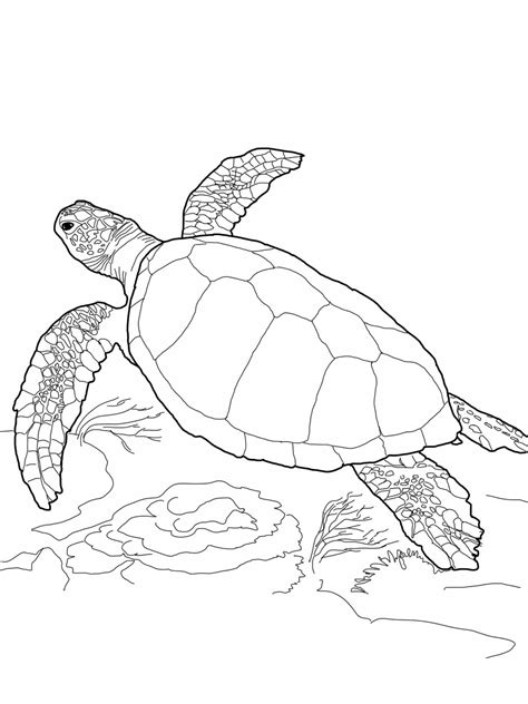 sea animal colouring pages coloring turtles turtle printable waldo