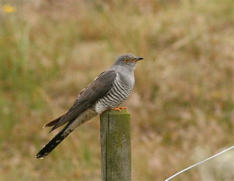 norfolk coast   national trust   july  tale   cuckoos