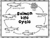 Salmon Cycle Life Craft Fish Kids Printable Coloring Cycles Choose Board Teacherspayteachers Preview sketch template