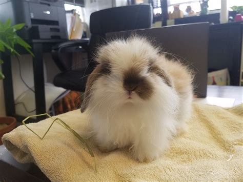 fluffy rabbit sitting  top   towel