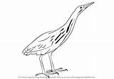 Bittern American Drawing Draw Step Tutorials Birds sketch template