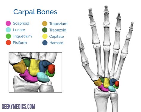 bones   hand carpal bones metacarpal bones geeky medics