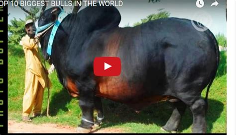 Top 10 Biggest Bulls In The World The Nepali Video