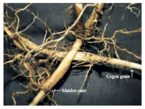 characteristics  cogon grass rhizomes   perforation   maiden