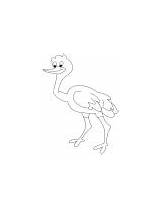 Ostrich Coloring Giant Asian sketch template