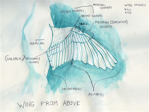 benlin alexander illustration wing anatomy