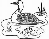 Loon Coloring Pages Loons Printable Lake sketch template