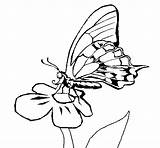 Flor Borboleta Mariposa Farfalla Desenho Colorear Fiore Papillon Borboletas Disegno Papallona Acolore Dibuix Coloritou Dibuixos sketch template