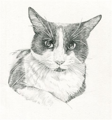 lapiz dibujo mascota coleccion de retrato lapiz gato dibujo etsy