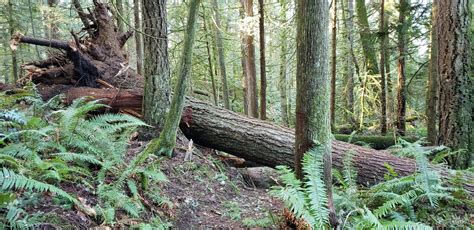 stimpson nature reserve washington trails association