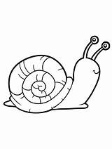 Snail Lumaca Escargot Caracol Caracoles Slugs sketch template