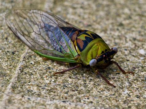 insect cicadas