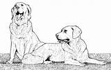 Coloriage Retreiver Coloriages Labrador Imprimer Retriever 2992 Dessins Jecolorie Ausmalbild sketch template