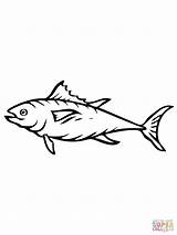 Coloring Tuna Color Fish Sheet Pages Printable Supercoloring Drawing Drawings 03kb 1600px 1200 sketch template
