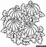 Pumpkin Coloring Patch Pages Drawing Halloween Vine Fall Pumpkins Clipart Patches Autumn Para Colorear Gif Getdrawings Templates Painting Projects sketch template
