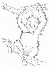 Orangutan Coloring Ausmalbild Momjunction Letzte Kostenlos sketch template