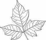 Poison Toxicodendron sketch template