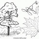 Colorare árboles Quercia Malvorlagen Drzewa Klony Arce Ahornbäume Kastanienbaum Lindenbaum Tiglio Pinos Rusia Colorkid Kolorowanki Kolorowanka sketch template