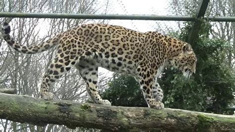 safaripark beekse bergen noord perzisch luipaard youtube