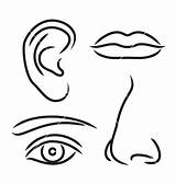 Mouth Eyes Nose Eye Clipart Ear Printable Lips Ears Vector Illustration Noses Coloring Pages Human Outline Stock Face Sensory Organs sketch template