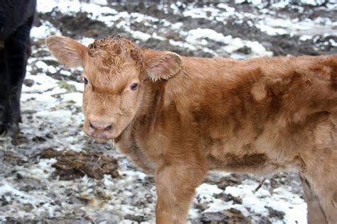 calf    born