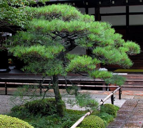 japanese pine stock photography image