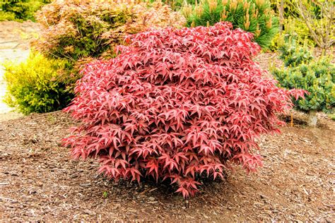 acer palmatum rhode island red japanese maple conifer kingdom