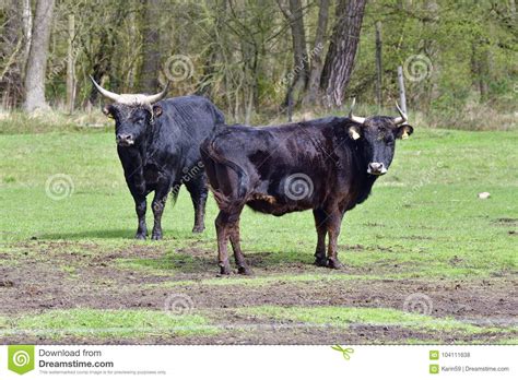heck cattle   farm stock photo image  domestic