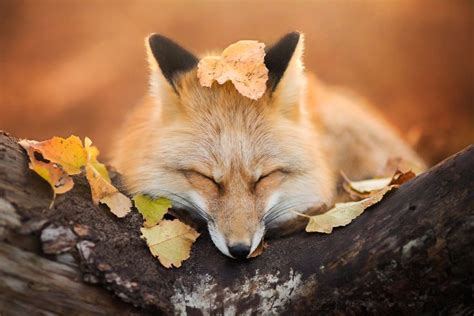 trending meet freya  beautiful fox  photographed  polish woods inspiration