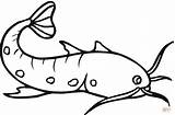 Catfish Coloring Clipart Drawings Pages Cartoon Printable Fish Cliparts Clip Cat Sheet Clipartbest Swordfish Super Sketch Library Find Collection Blue sketch template