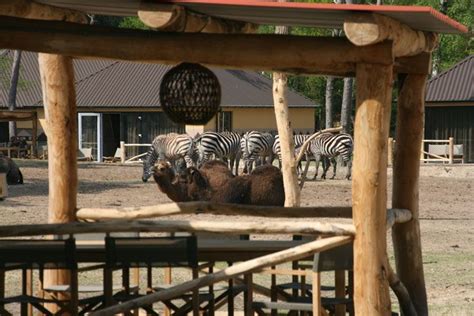 safari resort beekse bergen slapen tussen de wilde dieren wilde dieren resorts dieren