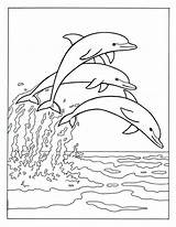 Drei Delphine Zeigen Ausmalbild Dolphin Genügt Benutzen Webbrowser Ordnung Wenn sketch template