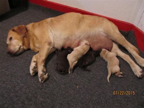 woods ferry labrador all of our puppies both male and female are