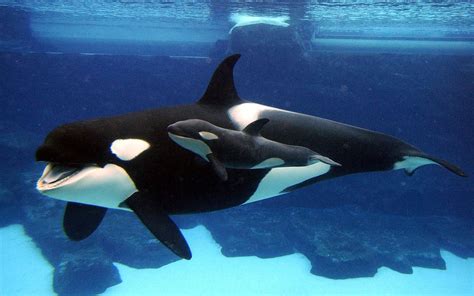 orcas  captivity speedmatch review game