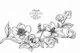 Drawing Magnolia Background Vecteezy sketch template