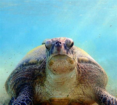 sea turtle mon zoo olive ridley ocean aquarium tortoise turtle