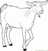 Goat Coloring Pages Printable Walking Goats Baby Animal Colouring Print Chin Kids Farm Animals Color Ages Coloringpages101 Choose Board sketch template