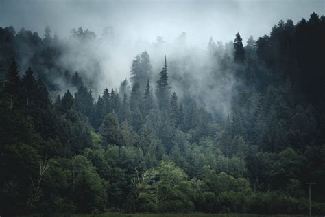 fog rolling  california forest california photography west coast fog forest printing